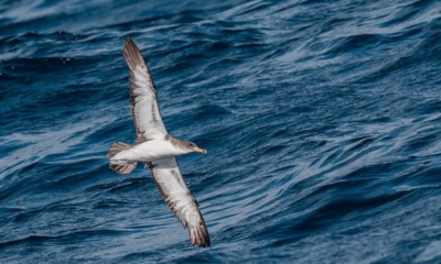 Projecto “Capredux – Redução das Capturas Acidentais de Aves Marinhas na Zona de Protecção Especial Aveiro