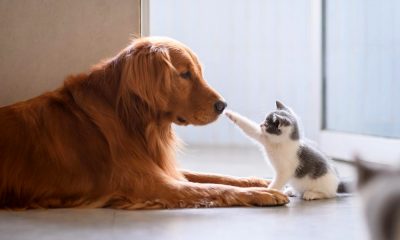 Cão e gato a brincar